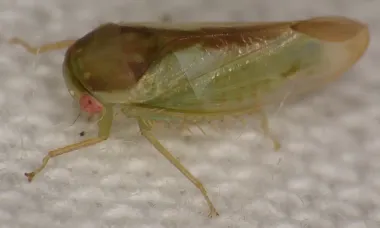 В тропических лесах найдено очень странное существо: похоже на лягушку, но не лягушка