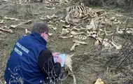 Под Харьковом обнаружена массовая свалка костей крупного рогатого скота