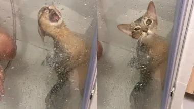 Кошка устроила музыкальное шоу в душе и пожалела об этом (фото)