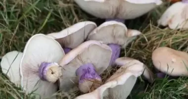 На Кіровоградщині мати потрапила до лікарні після отруєння дикорослими грибами, які син приніс з лісосмуги