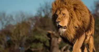 На Хмельниччині шукають лева, який вибрався з вольєра зоопарку