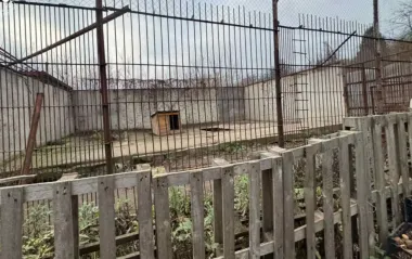 В Хмельницком из центра для диких животных сбежали два льва: что известно