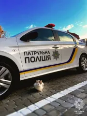 Як дістати кота з-під машини: поліція дала важливі поради водіям у холодну пору року