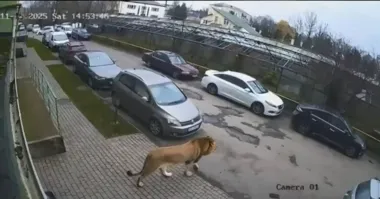 "Он агрессивный!": в Хмельницком заметили льва, который разгуливает по дворам (видео)