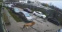 "Он агрессивный!": в Хмельницком заметили льва, который разгуливает по дворам (видео)