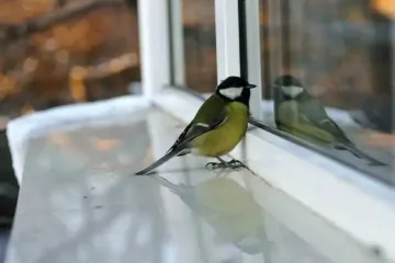 Если птичка ударилась в окно: что это означает по народным приметам