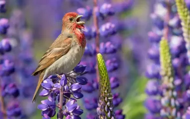 Не романтика, а проявление агрессии? Что на самом деле означает пение птиц