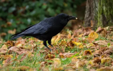 Долголетие птиц без мифов: орнитолог рассказала, сколько они живут в природе и неволе