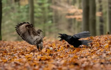 Чи є у птахів зуби? Орнітолог пояснила, що змінила еволюція й навіщо