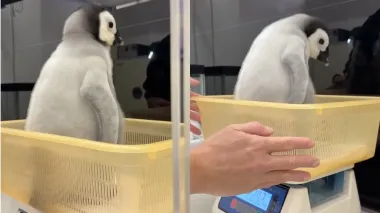 Как пухлая игрушка: пингвин стал интернет-звездой, танцуя во время взвешивания (видео)