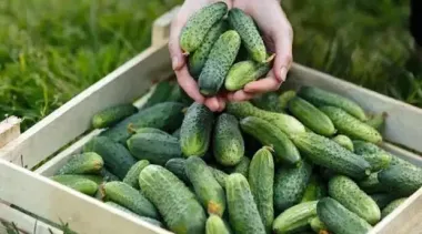 Огурцы будут плодить круглый год: как вырастить собственную рассаду на подоконнике