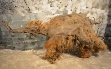 Ученые обнаружили древнейшую РНК возрастом 39 000 лет: считалось, что это невозможно (фото)