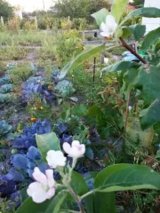 Почему ваша яблоня никак не сдается и не сбрасывает листву осенью: секреты, чтобы дерево пережило зиму