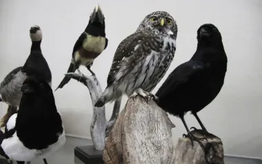 Ворона - хитра, сова - мудра, лебідь - вірний? Орнітолог пояснила, правда це чи міф