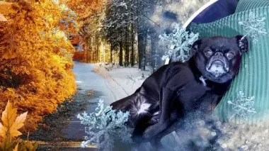 Погода 17 листопада буде небезпечною: де очікуються сніг і вітер