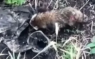 Raccoon dog on Kherson islands feasts on Russian assault trooper. VIDEO