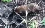 Raccoon dog on Kherson islands feasts on Russian assault trooper. VIDEO