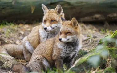 На Львівщині впроваджують відстріл диких тварин: у чому причина