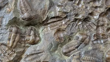 В кембрийский период что-то случилось с жизнью на Земле: ученые до сих пор не знают, что это было