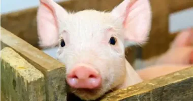 У Тернопільській області виявили вірус африканської чуми свиней