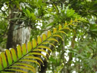 Найден новый источник редкоземельных элементов, необходимых миру: все время прятался в саду