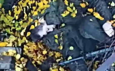 Russian assault group of 14 occupiers was eliminated near Chasiv Yar: work of 24th Brigade. VIDEO 18+