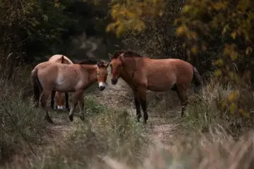 Рідкісних коней зафіксували у Чорнобильській зоні: який вигляд мають