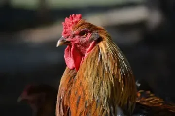 "Півняче яйце": що це таке і чи можна його їсти