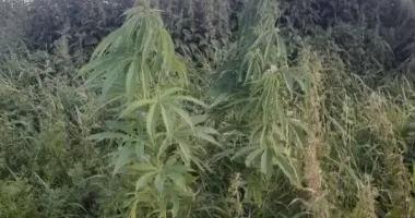 На Вишгородщині поліцейські викрили чоловіка за незаконне вирощування конопель та виготовлення канабісу: яке покарання