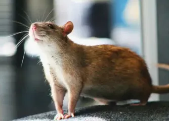 Щури зникнуть раз і назавжди: який британський спосіб допоможе зі шкідниками