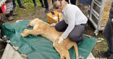 У Хмельницькому левиць, що втекли зі зоокуточка, забрали і передали на реабілітацію