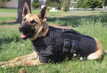 Мобілізувати чоловіків з собаками: в Україні пропонують новий етап призову