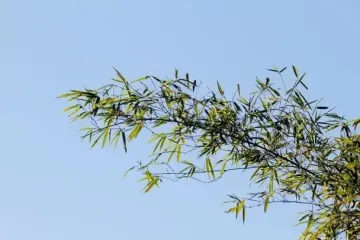 Небезпечна рослина сусіда почала "захоплювати" чужий двір: відео вразило Мережу