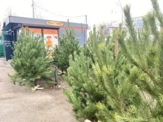 В Киеве стартует новогодний бум: где купить елку для зрителей 2026 года и не попасть на мошенников