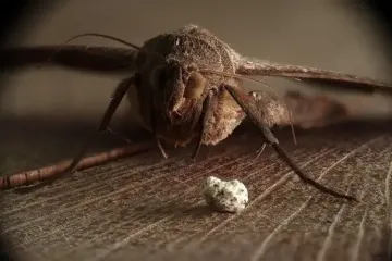 Як позбутися молі назавжди за допомогою копійчаних засобів: дієві методи, перевірені часом