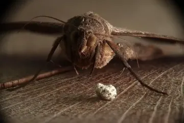 Как избавиться от моли навсегда с помощью копеечных средств: методы, проверенные временем