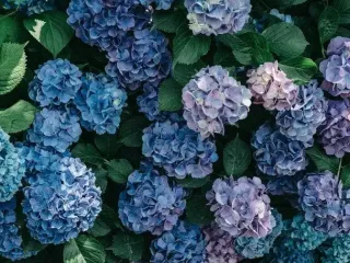 Как уберечь гортензии от морозов: простой натуральный способ для пышного цветения весной