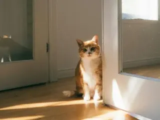 Почему во время переезда первой запускали кошку в новый дом: не только из-за народных примет и поверий