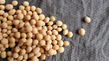 Strong demand for Ukrainian soybeans on foreign and domestic markets drives price growth – analysts