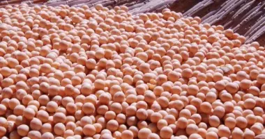 На границе с Румынией пресекли попытку незаконного экспорта более 180 тонн сои