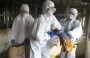 Птичий грипп H5N5 впервые убил человека