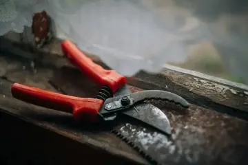 Успейте до конца ноября: одно действие и 15 минут, чтобы урожай был в 5 раз больше