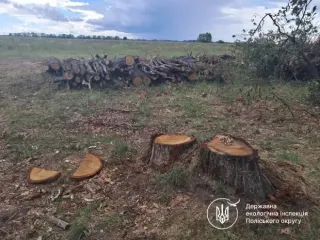 Борг за дуби: Потіївська сільська рада має відшкодувати державі 2,5 млн грн за вирубку 122 дерев