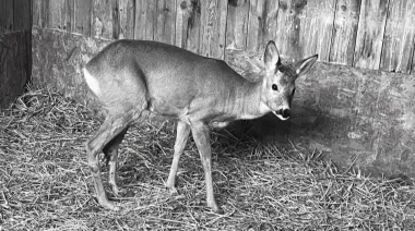 Roe deer rescued after car accident in Kyiv Oblast did not survive Russian attack