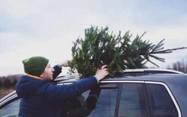 В Україні починають продавати новорічні ялинки: скільки коштують у різних регіонах