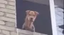 Dog rescued after being trapped for a month on fourth floor of destroyed building in Donetsk Oblast