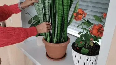 Эту ошибку совершают почти все: что зимой может убить комнатные растения