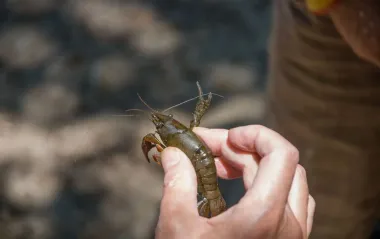 В Україні введуть тривалу заборону на вилов раків: у чому причина та які штрафи