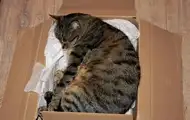 У Німеччині жінка відправила кішку поштою