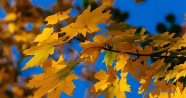 Стало відомо, якою буде погода наприкінці листопада